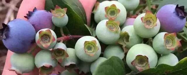 家庭蓝莓盆栽种植要领 家庭蓝莓盆栽种植要领是如何的
