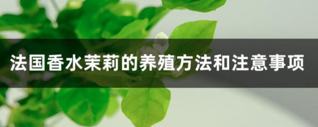 法国香水茉莉的养殖方式和注意事项 法国香水茉莉的养殖要领和注意事项有哪些