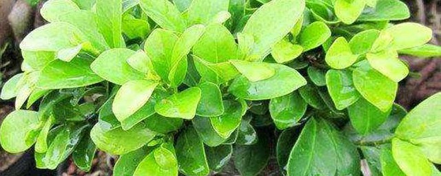 榕树种子播种技巧 可以怎样种植呢