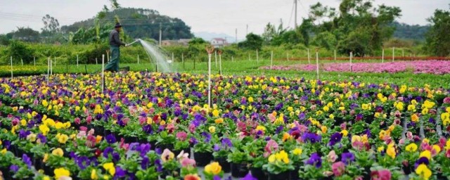 花卉栽培主要步骤 盆栽花卉栽培管理的基本要领有几种