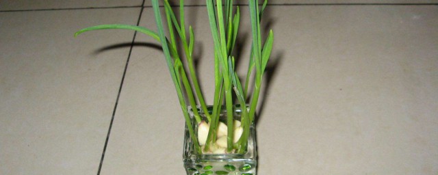 家庭大蒜种植技巧 需要什么土呢
