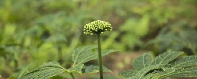 三七种植技巧 三七花的养殖技巧