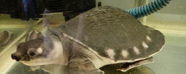 猪鼻龟养殖技巧 猪鼻龟怎样养