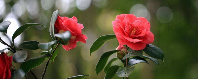 关于描写山茶花的优美句子 有哪些很好的描写山茶花的句子