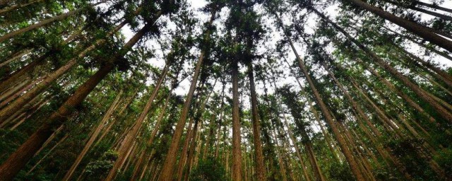 杉树的施肥技巧 怎样精确的施肥