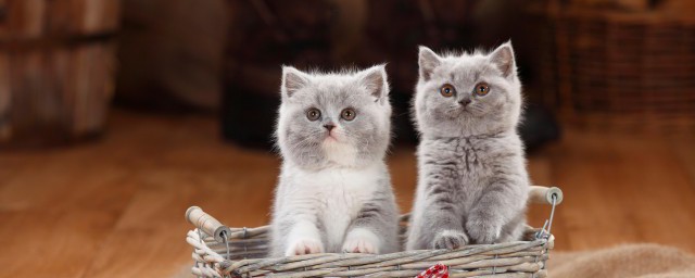 中国猫的饲养要领 如何正确的饲养中国狸花猫