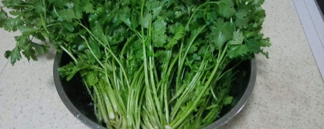 香菜的腌制技巧 腌制香菜的家常做法