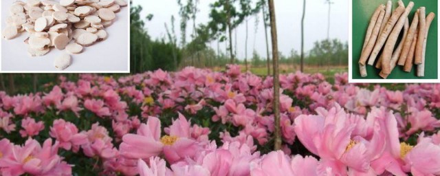 白芍种植方法 白芍种植方法是什么