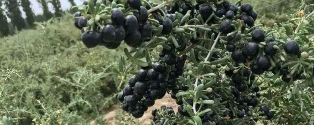 黑枸杞的种植技巧 黑枸杞怎样种植