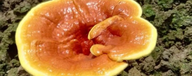 灵芝孢子粉怎样食用 灵芝孢子粉的食用技巧