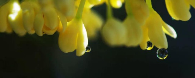 桂花香水如何做 这样做的桂花香水最好闻