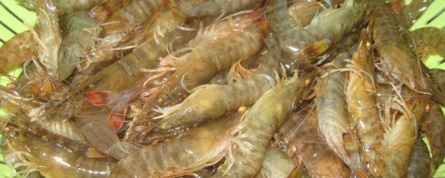 基围虾活的怎样保存 活基围虾的保存技巧简介