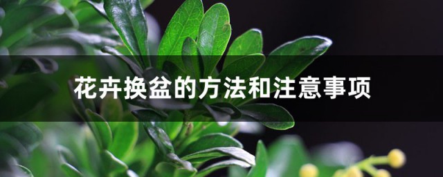 植株转移花盆的次序 什么时间换盆最合适