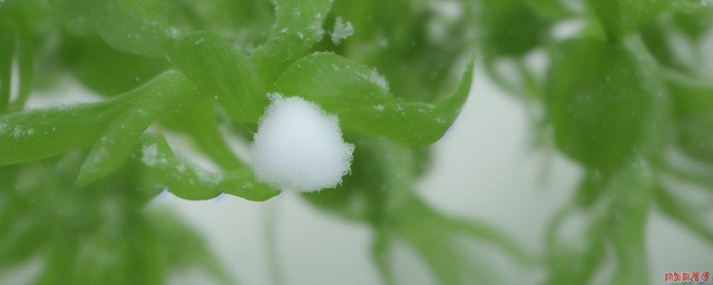 明前雪芽