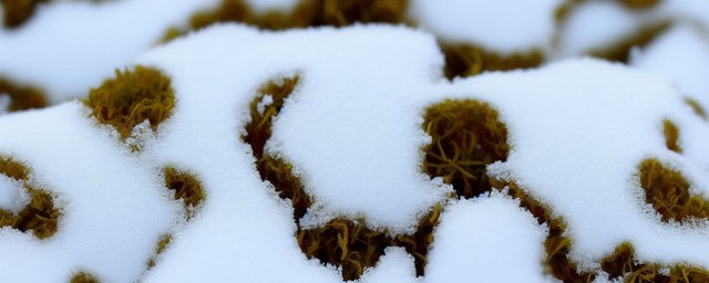 雪芽茶内质