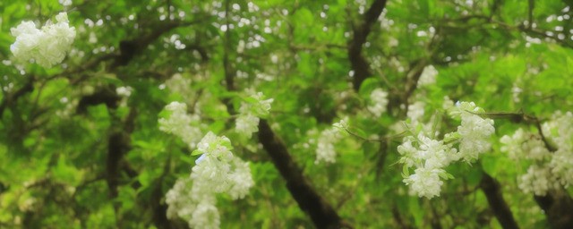 太平猴魁什么香