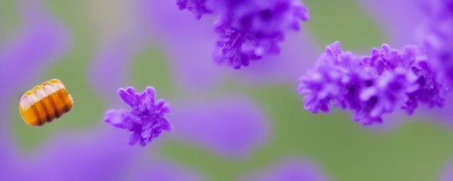 蜜蜡为何会形成紫罗兰颜色