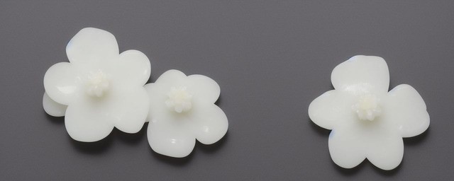白玉僵花