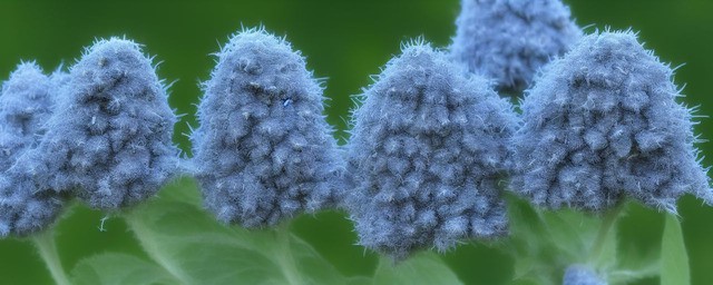 墨玉县有青花籽料吗