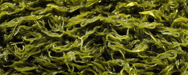 吃紫菜有什么好处和坏处