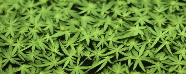 艾叶煮水泡脚有什么好处
