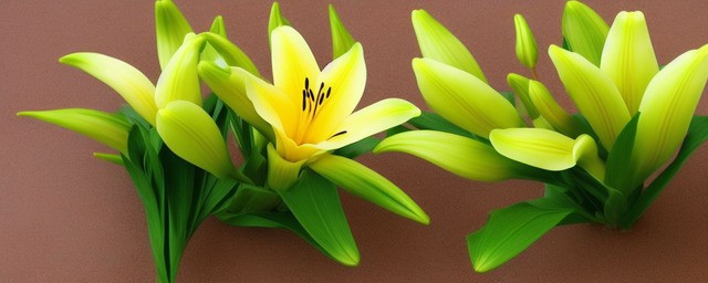 吃百合有什么好处