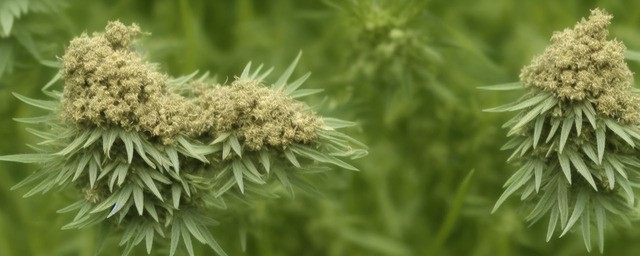 艾草熏肚脐有什么好处