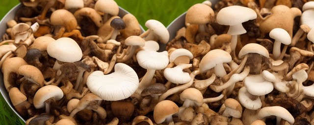 吃野生菌有什么好处