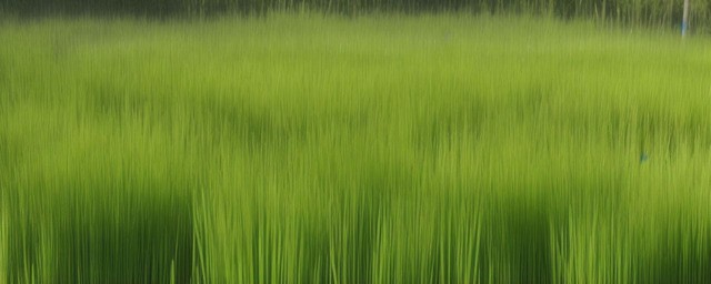 喝麦冬泡水有什么好处