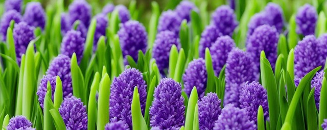 风信子花语是什么