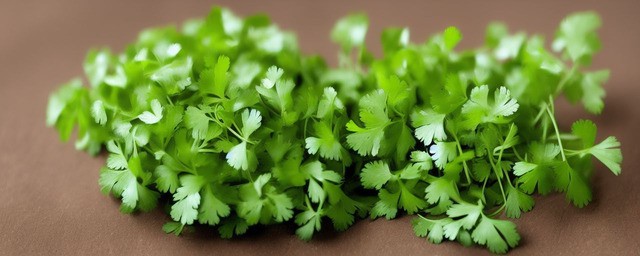 香菜什么时候种植