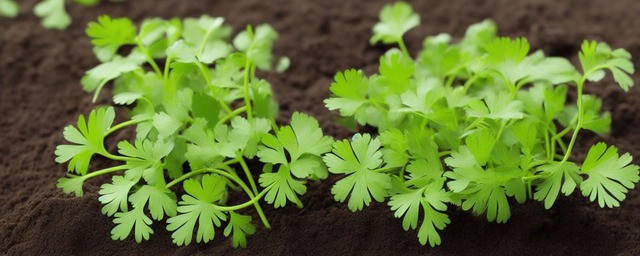 香菜什么时候种植最好