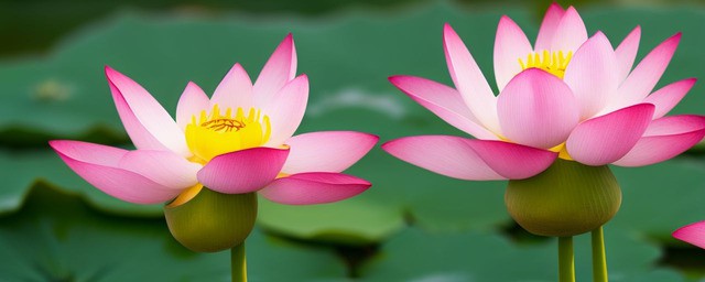 莲花的花语是什么