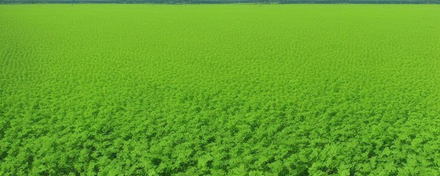 种植什么一亩六七十万