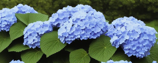 绣球花什么时候种植