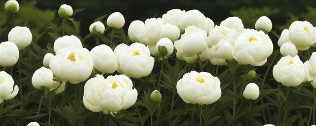 白芍什么时候种植最好