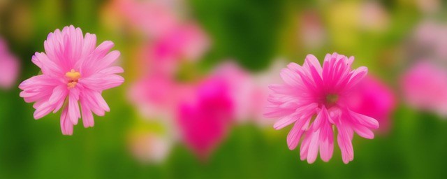 什么花的花语是守护