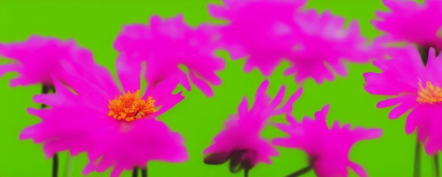 友谊花语的花是什么