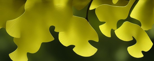 银杏有什么寓意 银杏有什么寓意