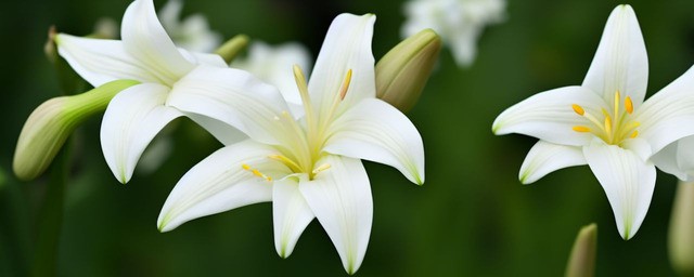 白百合花语是什么