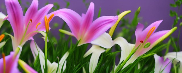 百合花语是什么意思