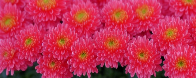 菊花有什么寓意