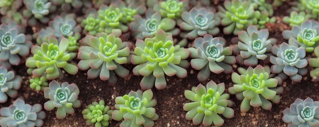 多肉的花语是什么