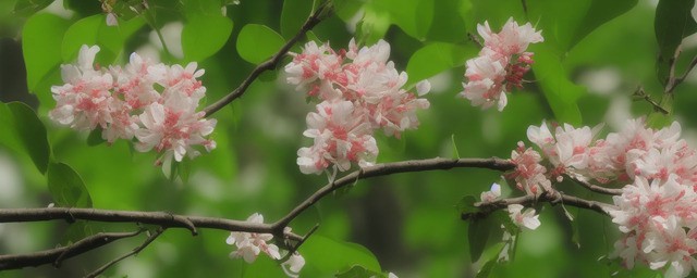 木棉花的花语是什么