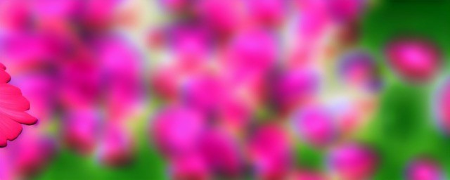 什么花的花语是暗恋
