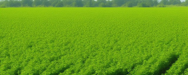 现在农村种植什么最赚钱