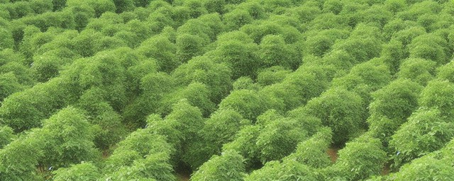 江西适合种植什么果树