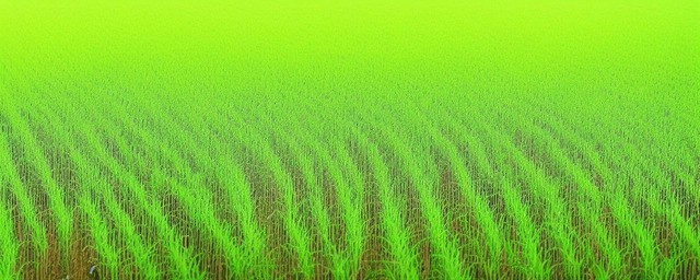 水田种植什么最赚钱