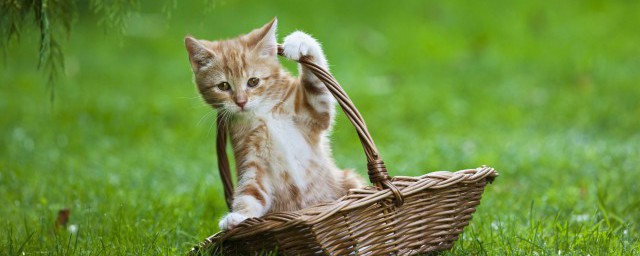 猫旺财吗 猫咪真的可以招财吗