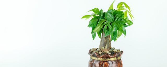 家中旺财花卉 招财镇宅又聚财的植物